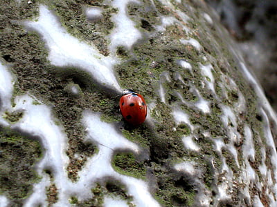 Marienkäfer, Insekt, Punkte, rot, Natur, Tier, Makro