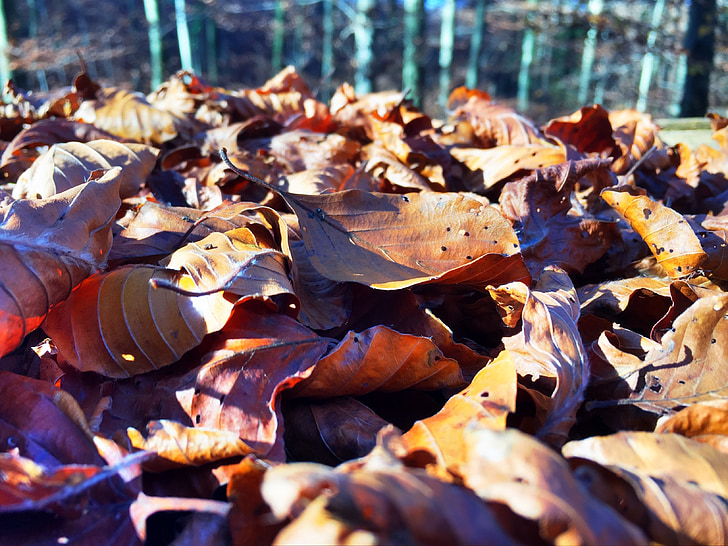 rudenį lapai, lapai, rudens spalvos, spalvingi lapai, rudenį, lapų, Gamta