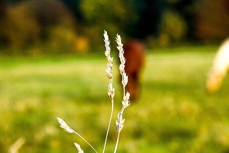 lưỡi của cỏ, Meadow, Thiên nhiên, màu xanh lá cây, mờ, đồng cỏ cỏ, thực vật