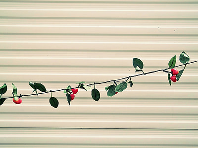 lichterkette, φράουλες, τοίχου, Φεστιβάλ, φύλλο, διακόσμηση, το καλοκαίρι