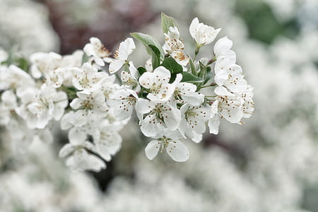 selective, focus, photography, white, cherry, blossoms, flowers