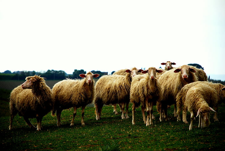 長い, コーティング, 羊, 群れ, 動物, 動物, 草