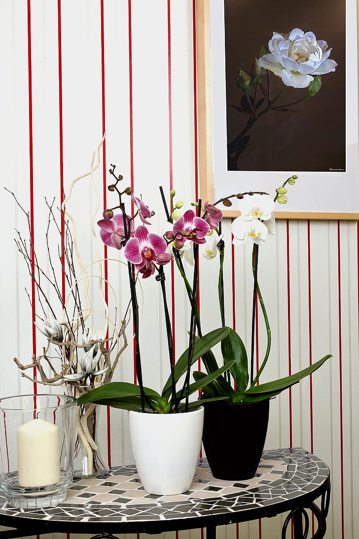 orkideer, Phalaenopsis, blomst, Butterfly orchid, Blossom, blomst, anlegget