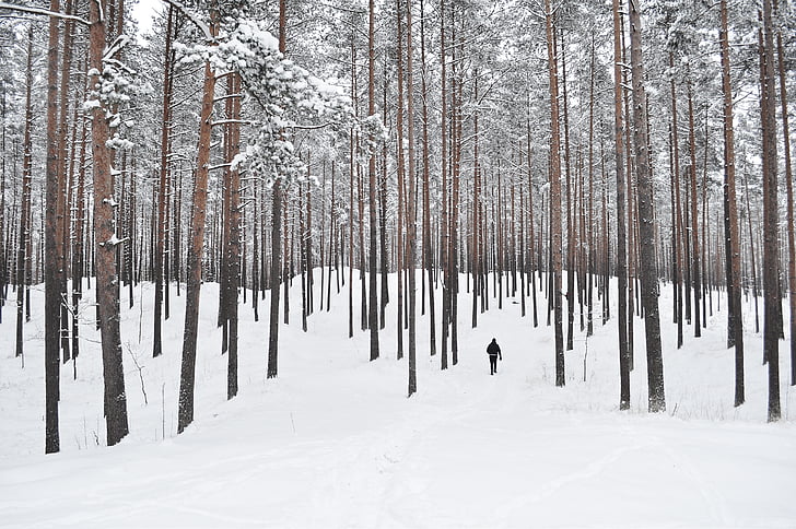 man, walking, snow, covered, forest, winter, wood