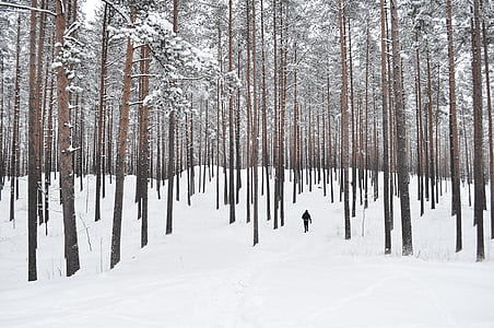 mannen, promenader, snö, omfattas, skogen, vinter, trä