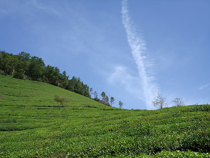 zaļās tējas plantācija, mākonis, Rāmums, debesis, boseong, daba, lauksaimniecība