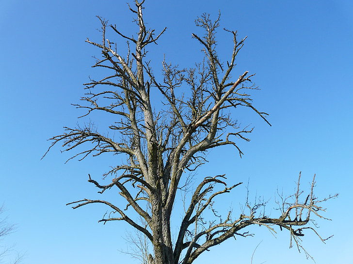 puu, Dying tree, ikä, kuivilla, esteettinen, kuolla, taivas