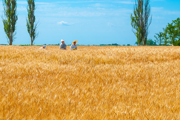 Ukraine, Science, sélection, blé, domaine, pain, paysage