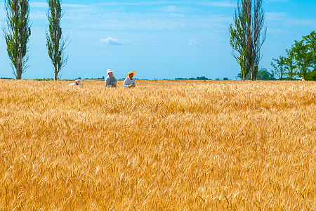 ukraine, science, selection, wheat, field, bread, landscape