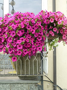 bloemen, balkon, kleuren