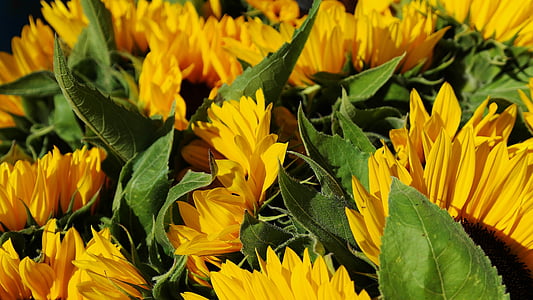 Sonnenblume, Sonnenblumenfeld, Blumenstrauß, Flora, Feld, Blumen, Landwirtschaft