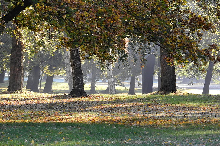 medžiai rudenį, rudenį parkas, Ruduo parke, rudenį, čekų Budejovicai, Stromovka, nukritusius lapus