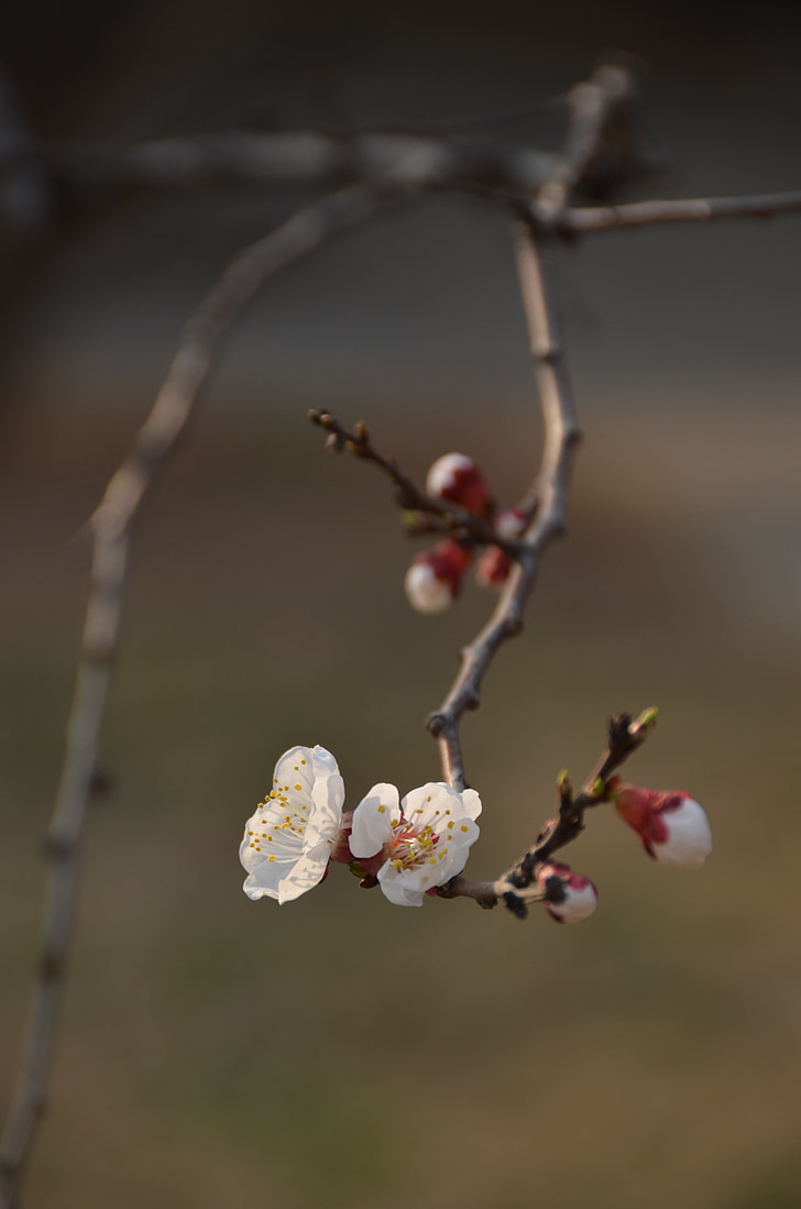 mận, chi nhánh, hoa trắng, mùa xuân