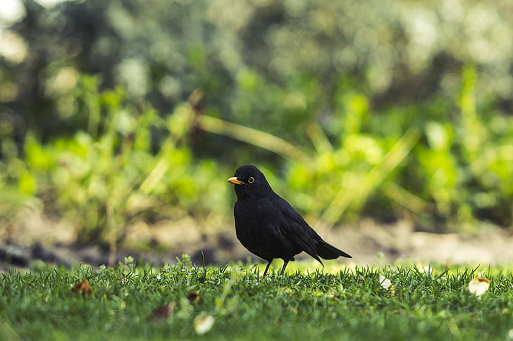 burung Sikatan hitam, Taman, Umum, Blackbird, alam, burung, hewan
