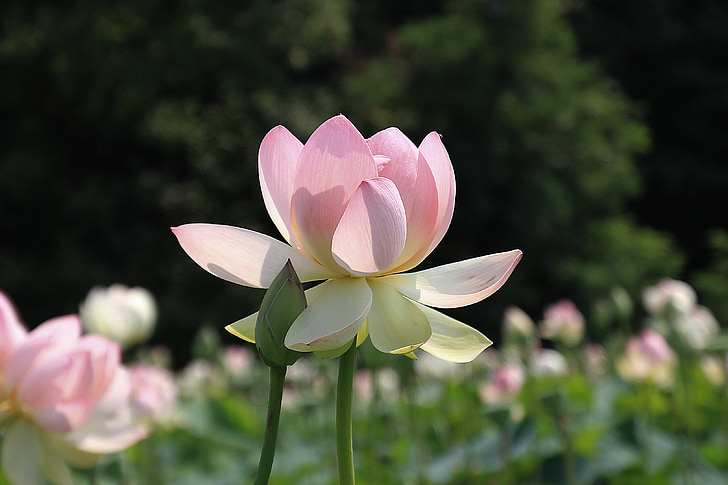 Lotus, Blume, Rosa, Bloom, Blüte, Wasser, Anlage