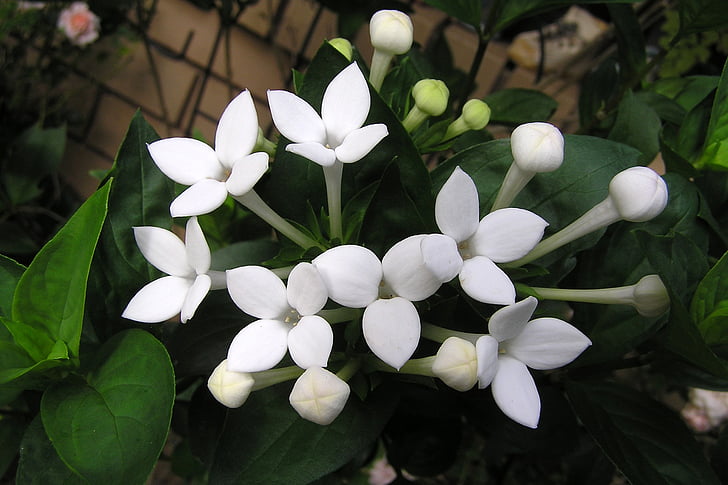 blomma, parfymerad, vit