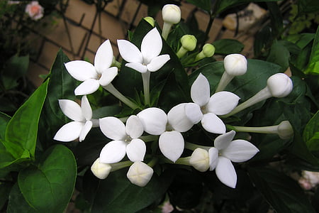 kwiat, perfumowane, biały