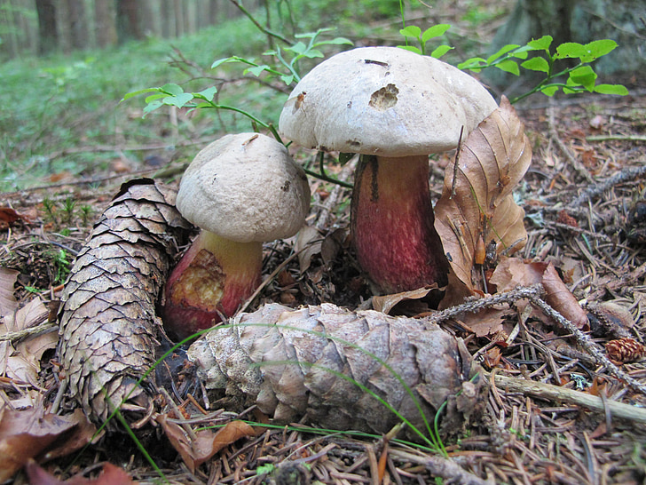 Boletus calopus, champignon, Forest, automne, nature, alimentaire, champignon