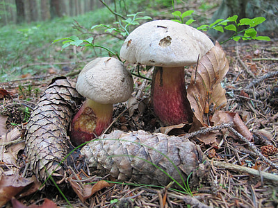 boleto calopus, fungo, floresta, Outono, natureza, comida, cogumelo