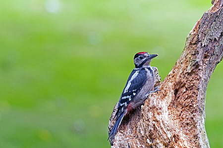 great spotted woodpecker, woodpecker, birds, nature, wildlife
