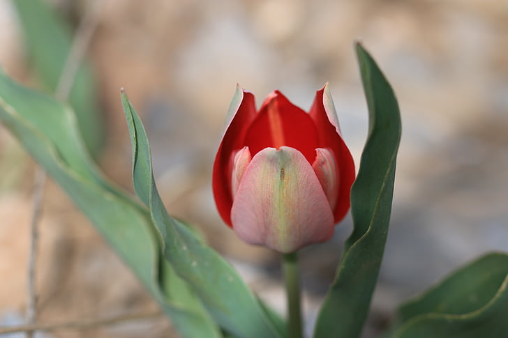 tulips, green, red, flower, garden, plant, flowers