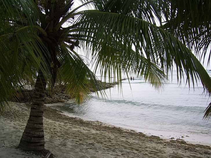 Dominika, praia, Palm, mar, oceano, palmeira, à beira-mar