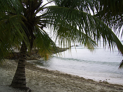 Dominika, spiaggia, Palma, mare, oceano, albero di Palma, vicino al mare