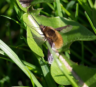 Pollinator, Diptera, grote bombyle, insect, lente, bombylius grote