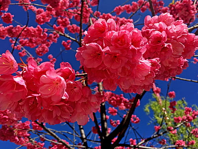 Blume, rot, Frühling, Öffnen, blühen, Hintergrund