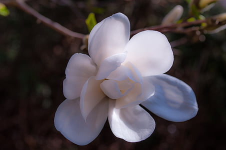 Magnolia, Blossom, Bloom, kevään, puu, vaaleanpunainen, kukka