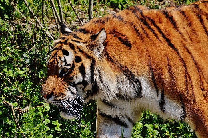 Tigre, predador, peles, linda, perigoso, gato, fotografia da vida selvagem