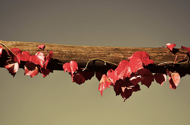 vine, wine partner, sky, autumn, leaf, branch, leaves