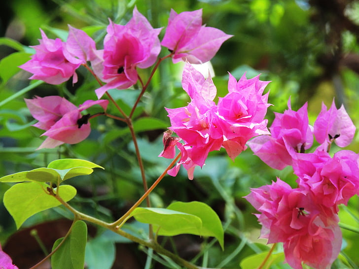 flower, bougainvillea, pink, plant, beautiful, nature, petals