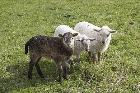 moutons, agneau, animal, Schäfchen, mignon, monde animal, Meadow