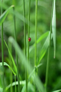 ladybug, green, nature, leaf, leaves, insect, beetle