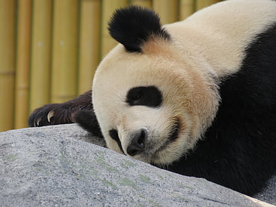 Panda, ours, dormir, animal, Panda - animaux, mammifère, faune