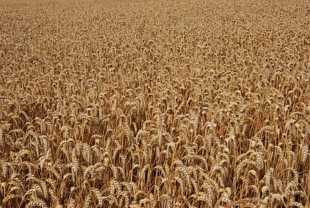 Rolnictwo, ziarna, kukurydza, brązowy, sucha, jedzenie, rolnych