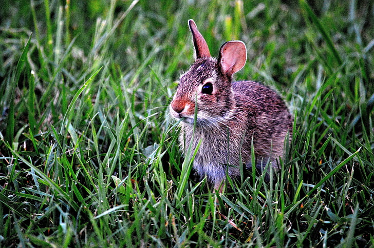 bunny, rabbit, mammal, cute, animal, grass, outdoors