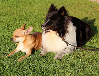 Chihuahua, câine, ciobănesc de Shetland, raft