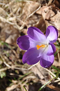 Crocus, púrpura, flor, flor de primavera, naturaleza, jardín, planta