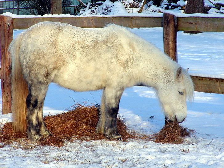 pony Shetland, caballo, Pony, animal, wuschelig, paseo, Blanco