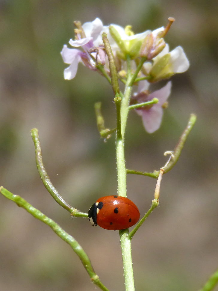 Ladybug, blomst, ravenissa, våren