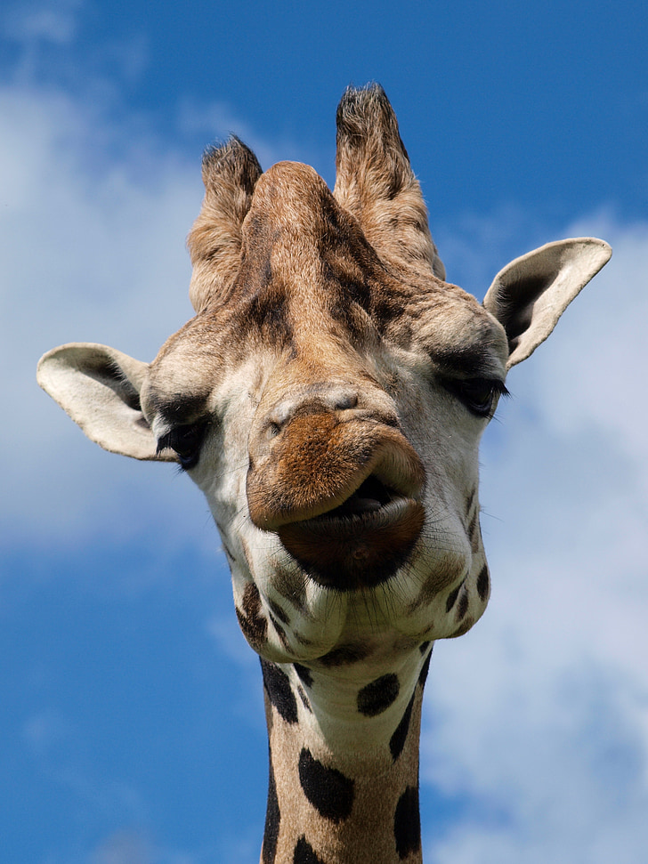 girafa, responsable, Parc, cara, animal, mamífer, natura