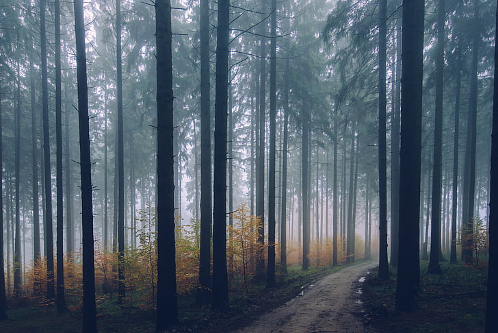 pathway, trees, forest, fogs, daytime, plant, nature