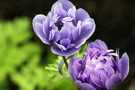 Ranunculus, cvijet, ljubičasta, cvatu, proljeće, cvijet, priroda
