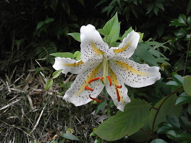 lily, yuri, yamayuri, white lily, lily of japan