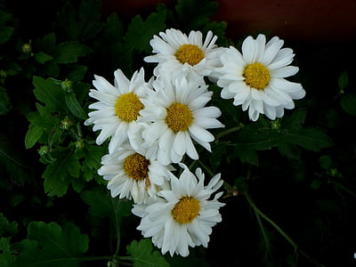 Gerber, Daisy, bunga, musim semi, musim panas, bunga, alam