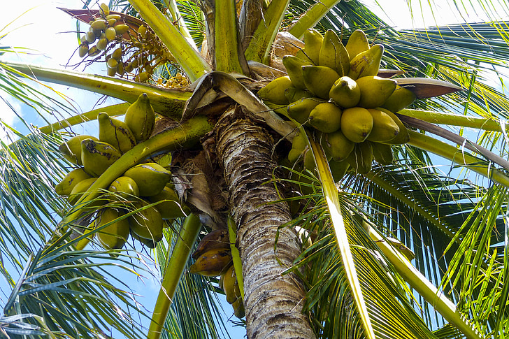 coco, Palma, árbol, tropical, naturaleza, viajes, Playa