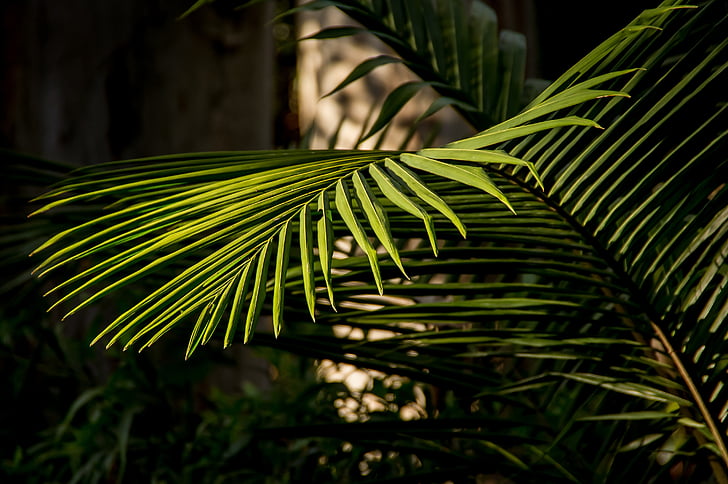 Palm, Bangalow palm, Frondin, sademetsä, Metsä, Australia, Queensland