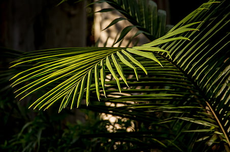 Palm, palmier Bangalow, fronde, forêt tropicale, Forest, Australie, Queensland